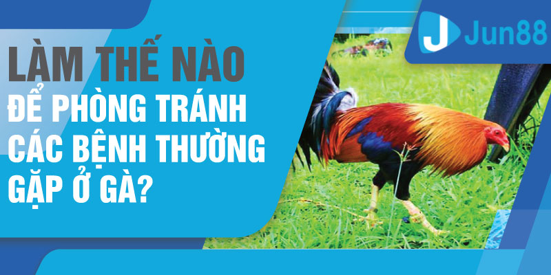 Tìm hiểu phương pháp phòng tránh các bệnh thường gặp ở gà