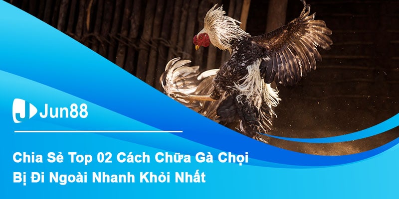 Jun88 - Top 2 Cách Chữa Gà Chọi Bị Đi Ngoài Nhanh Khỏi Nhất