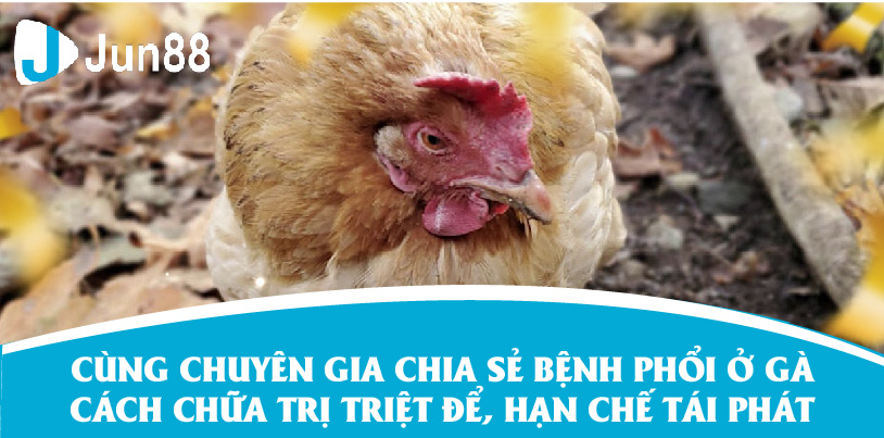 Chuyên Gia Jun88 Chia Sẻ Về Bệnh Phổi Ở Gà Và Cách Chữa Triệt Để, Hạn Chế Tái Phát