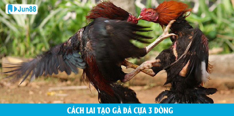 Cách lai tạo gà đá 3 dòng