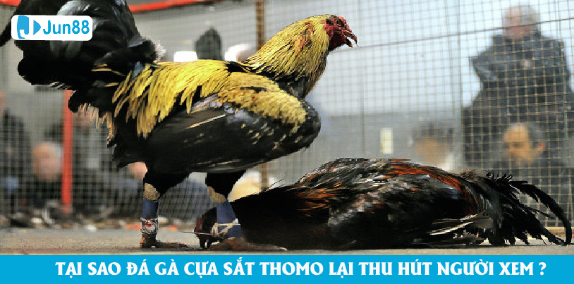 Tại sao đá gà cựa sắt Thomo lại thu hút người xem đến vậy?