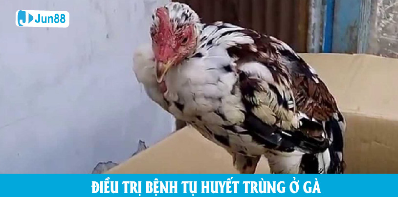 Điều trị tụ huyết trùng ở gà hiệu quả