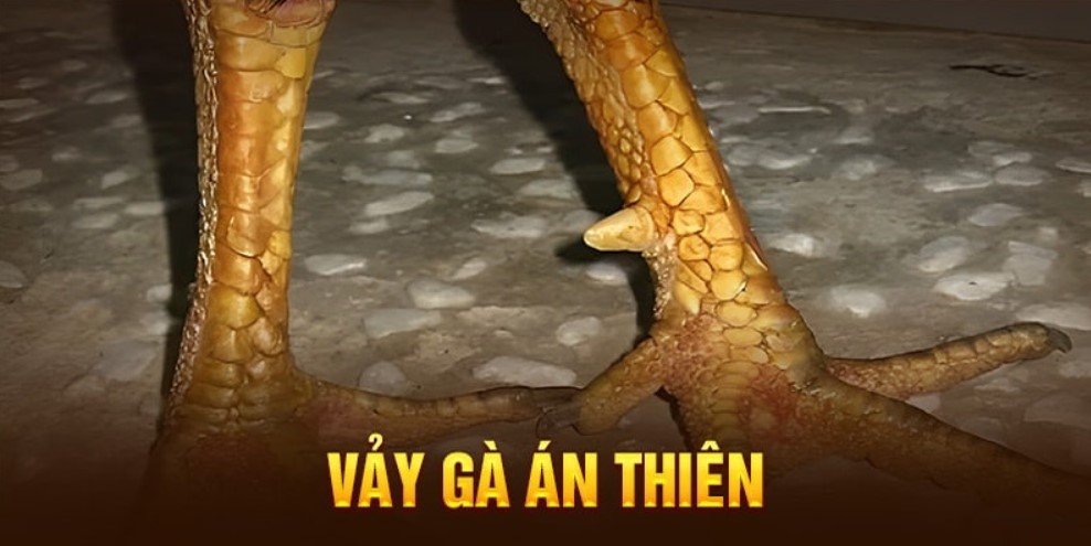 Hình dáng của vảy án thiên